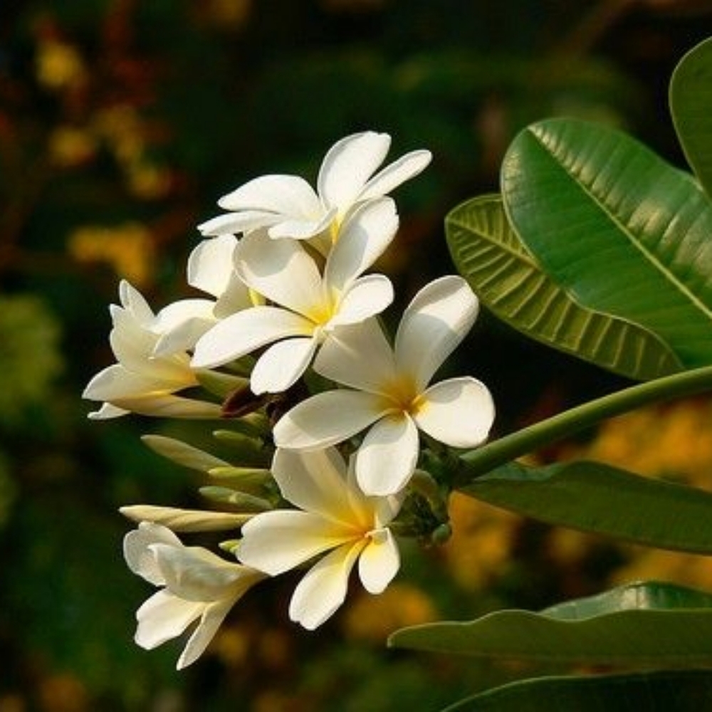 Meet your Posher, Alely